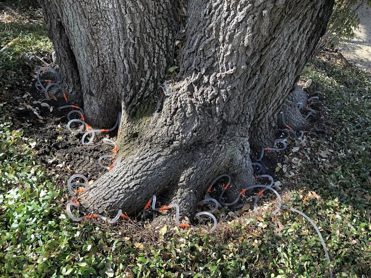 Detailed Tree Cabling and Bracing job site in Redan