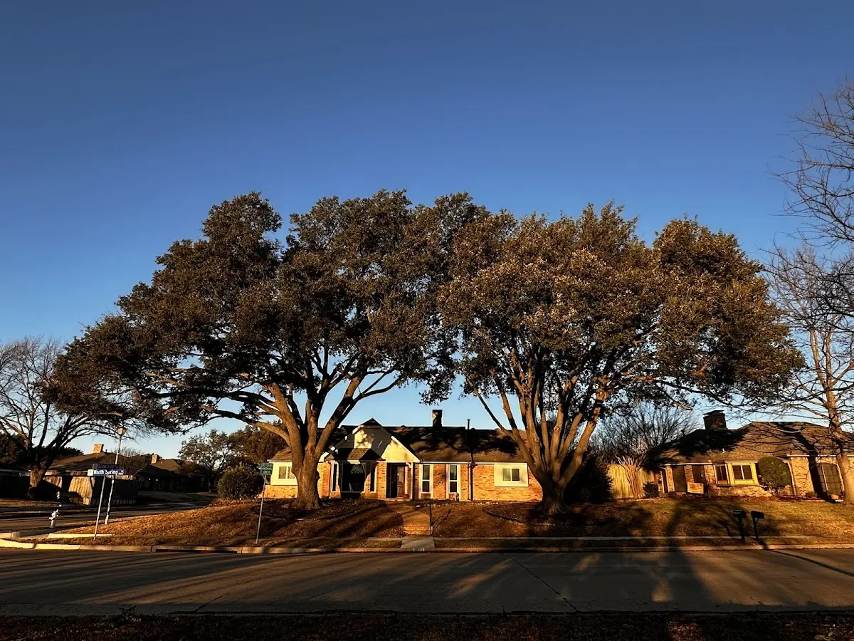 Established residential canopy tree shading a home in Redan